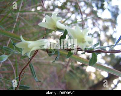 Un groupe de petites fleurs blanches indigènes en forme de cloche poussant dans un cadre naturel. Leur aspect délicat et leur parfum subtil en font une partie charmante de la flore locale. Banque D'Images