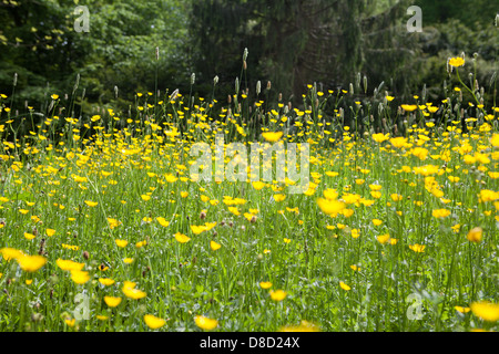 Jaune Vert forêt domaine espace ouvert Banque D'Images