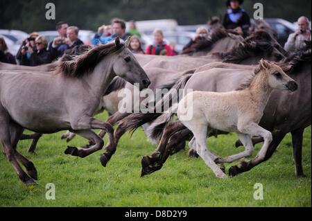 Le troupeau de chevaux sauvages Duelmen galops dans l'arène de capture sur la capture de chevaux sauvages dans la nature jour horse park Merfelder Bruch près de Duelmen, Allemagne, 25 mai 2013. Chaque année le dernier samedi de mai, le troupeau de l'animal vivant librement est arrondi afin d'attraper l'un ans goujons. Photo : HENNING KAISER Banque D'Images