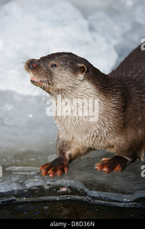 Loutre d'Europe, Lutra lutra, Lüneburger Heide, Allemagne Banque D'Images