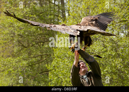 Aigle royal Aquila chrysaetos Banque D'Images