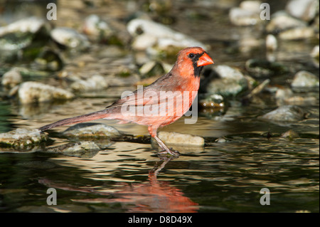 Le cardinal rouge mâle echelle d'oiseaux dans une flaque rocheuse, Cristoval, Texas, États-Unis Banque D'Images