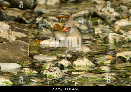 Le cardinal rouge femelle oiseau baignant dans une flaque de rochers, Cristoval, Texas, États-Unis Banque D'Images