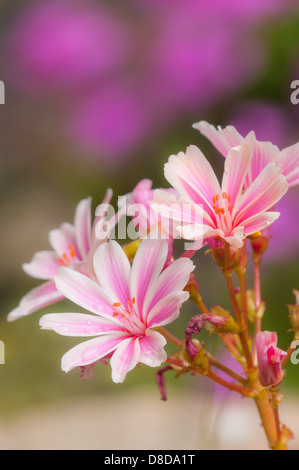 Lewisia cotyledon, lewisia Siskiyou Banque D'Images