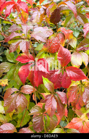 Feuillage coloré en automne Banque D'Images