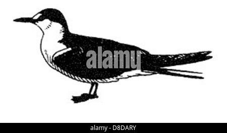 Gros plan d'une Sterna fuscata (sterne écossaise) en vol, montrant son corps profilé et son plumage noir et blanc distinct. Cet oiseau est connu pour ses schémas de vol acrobatiques et est couramment trouvé près des côtes et dans les environnements marins. Banque D'Images