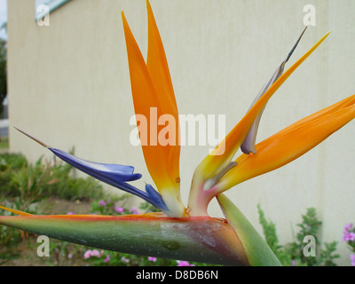 La fleur de Strelitzia, également connue sous le nom d'oiseau de paradis, est réputée pour son aspect exotique et vibrant. La forme unique de la fleur et les pétales orange et bleu brillants ressemblent à un oiseau en vol, ce qui en fait une plante ornementale populaire. Banque D'Images