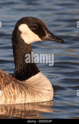 Bernache du Canada (Branta canadensis) dans un étang de la ville le long de la rivière Bow Banque D'Images