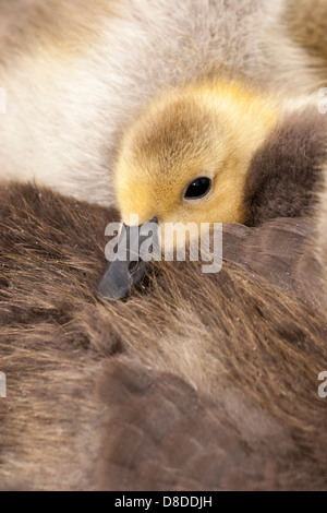 Bernache du Canada (Branta canadensis) gosling de câlins avec frères et sœurs downy Banque D'Images