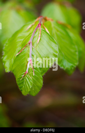 Les jeunes feuilles de Hêtre frais et émergents déployant au printemps - Fagus sylvatica, le hêtre commun européen/arbre. Banque D'Images