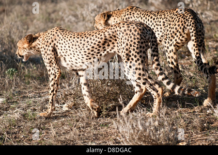 Cheetah à Tsavo East National Park, Kenya Banque D'Images