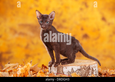 Oriental Cat, jeune tomcat, La Havane / chocolat Banque D'Images