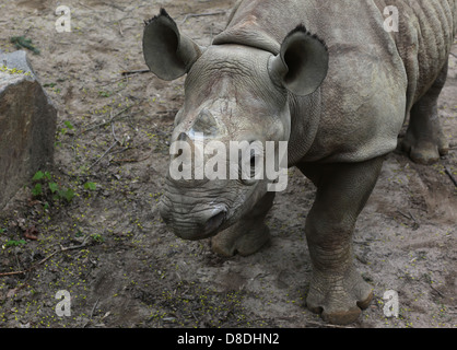 A 17 mois de l'Afrique de l'est féminin veau rhinocéros noir (Diceros bicornis michaeli) vu dans le zoo de Leipzig, Allemagne. Banque D'Images