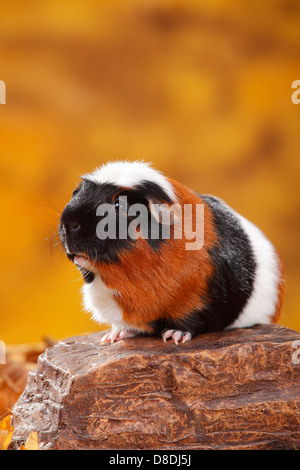 English Crested cobaye, tortie-white |English Crested Meerschweinchen, schildpatt-weiss / Schopfmeerschweinchen Banque D'Images