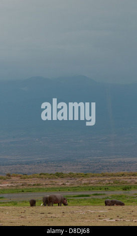 Les animaux dans la nature, le Parc national Amboseli au Kenya Banque D'Images