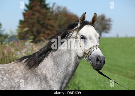 Nice arabian stallion avec show-nu en face de certains arbres Banque D'Images