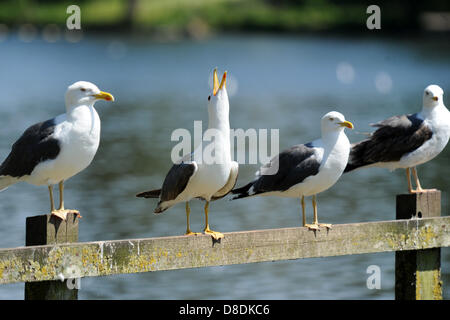 Cardiff, Royaume-Uni. 26 mai, 2013. Mouettes au soleil, temps chaud sur le bank holiday weekend rassemble des foules pour profiter du soleil sur Roath Park de Cardiff, Pays de Galles. PIC : Matthieu Horwood Banque D'Images