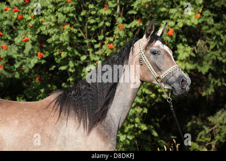 Belle jument arabe avec show-nu en face de Rowan Tree Banque D'Images