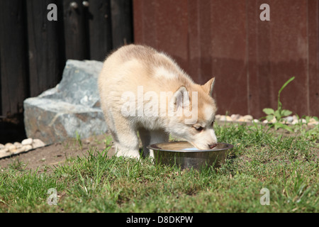 Chiot husky de Sibérie de l'eau potable un grom le bol Banque D'Images