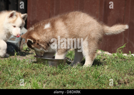 Chiots Husky Sibérien de boire une eau du bol Banque D'Images