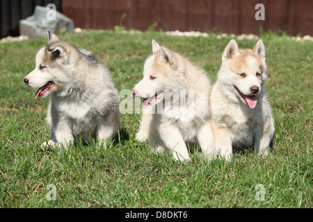 Trois chiots husky de Sibérie assis sur l'herbe verte Banque D'Images