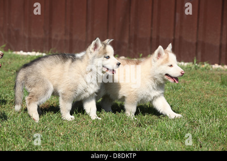 Deux chiots Husky Sibérien déménagement on Green grass Banque D'Images