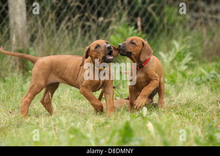 Deux chiots Rhodesian Ridgeback de jouer les uns avec les autres Banque D'Images