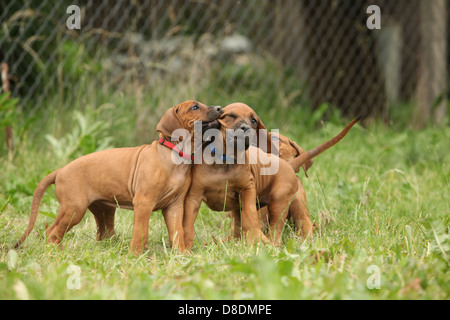 Chiots Rhodesian Ridgeback de jouer les uns avec les autres Banque D'Images