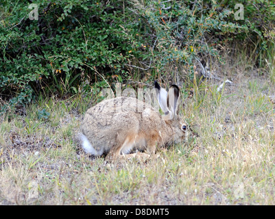 Un lièvre européen, Liebre, lièvre Brun (Lepus europaeus), manger de l'herbe sèche en face de Patagonie typique de la flore. Banque D'Images