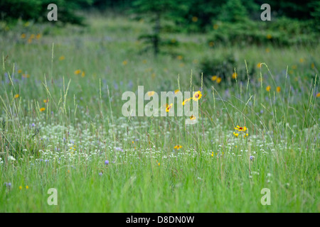 Fleurs sauvages en bordure d' Gaillardia astragale pourpre et le Parc National Jasper, Alberta, Canada Banque D'Images