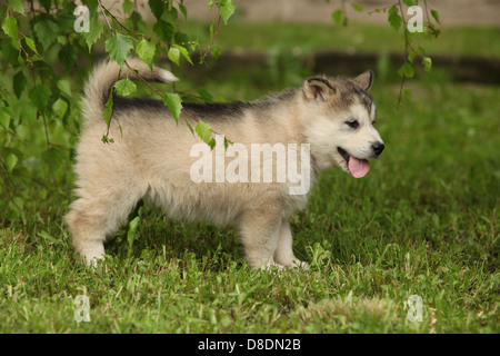 Beau chiot Malamute sous les brindilles de bouleau Banque D'Images