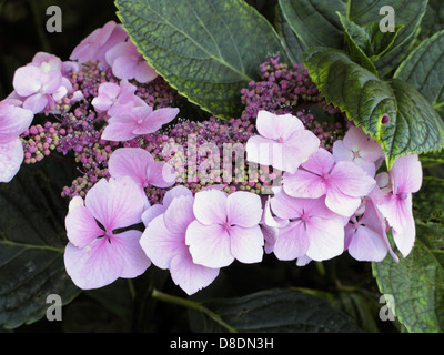 (Hygrangea Lacecap Hortensias) croissant dans un jardin biologique Sussex Banque D'Images