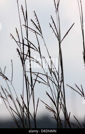 Le barbon de l'Ohio l'herbe des prairies Banque D'Images