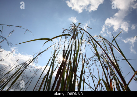 Le barbon de l'Ohio l'herbe des prairies Banque D'Images