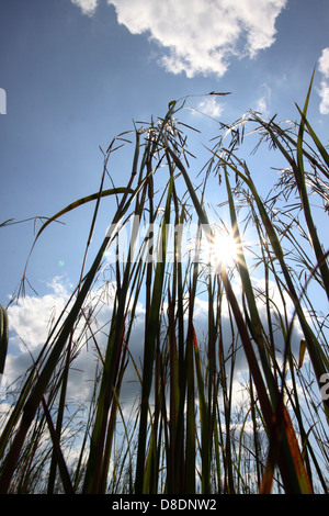 Le barbon de l'Ohio l'herbe des prairies Banque D'Images