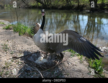 La défense de Canada goose nest sand bar Little Miami River dans l'Ohio Banque D'Images