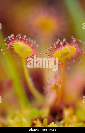 Le rossolis à feuilles rondes (Drosera rotundifolia) l'archipel Haida Gwaii, Gwaii Haanas National Park, British Columbia, Canada Banque D'Images