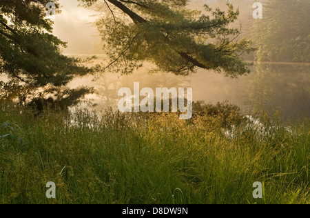 Misty magnifique lever du soleil sur le lac forêt paisible dans les montagnes des Appalaches Banque D'Images