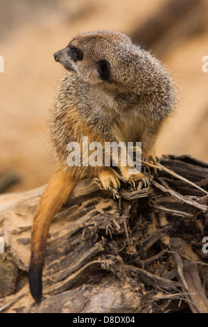 Suricate assis sur un rocher d'alerte Banque D'Images