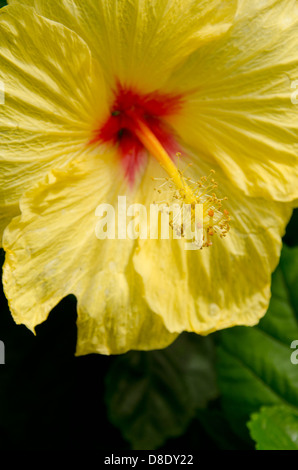 New York, 1915-1997 près de Mobile. Bellingrath Gardens historique et l'accueil. Fleur d'hibiscus jaune. Banque D'Images