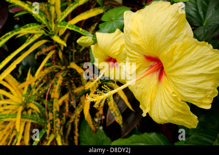 New York, 1915-1997 près de Mobile. Bellingrath Gardens historique et l'accueil. Fleur d'hibiscus jaune. Banque D'Images