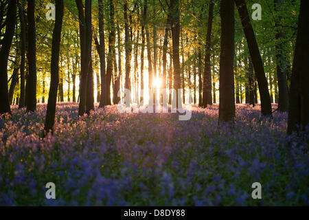 ASHRIDGE ESTATE, au Royaume-Uni. 26 mai 2013. Un coucher du soleil doré s'allume les bluebell Woods. Credit : Polly Thomas/Alamy Live News Banque D'Images