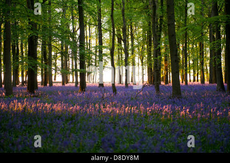 ASHRIDGE ESTATE, au Royaume-Uni. 26 mai 2013. Un coucher du soleil doré s'allume les bluebell Woods. Credit : Polly Thomas/Alamy Live News Banque D'Images