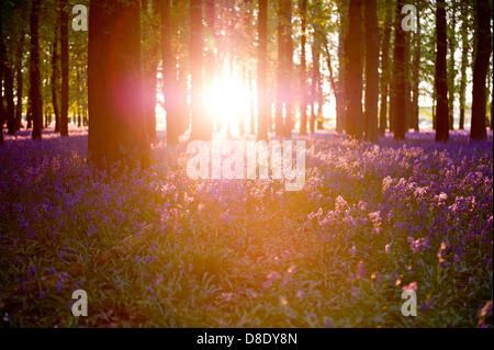 ASHRIDGE ESTATE, au Royaume-Uni. 26 mai 2013. Un coucher du soleil doré s'allume les bluebell Woods. Credit : Polly Thomas/Alamy Live News Banque D'Images