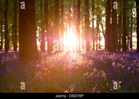 ASHRIDGE ESTATE, au Royaume-Uni. 26 mai 2013. Un coucher du soleil doré s'allume les bluebell Woods. Credit : Polly Thomas/Alamy Live News Banque D'Images