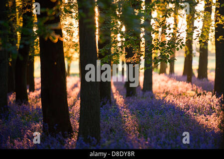 ASHRIDGE ESTATE, au Royaume-Uni. 26 mai 2013. Un coucher du soleil doré filtre à travers les arbres et s'allume les bluebell Woods. Credit : Polly Thomas/Alamy Live News Banque D'Images