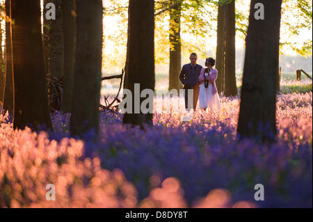 ASHRIDGE ESTATE, au Royaume-Uni. 26 mai 2013. Un coucher du soleil doré s'allume les bluebell Woods, en couple à pied le long du sentier. Credit : Polly Thomas/Alamy Live News Banque D'Images