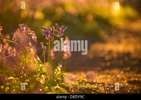 ASHRIDGE ESTATE, au Royaume-Uni. 26 mai 2013. Un coucher du soleil doré s'allume les bluebell Woods. Photo montre bluebells éclairée par derrière. Credit : Polly Thomas/Alamy Live News Banque D'Images