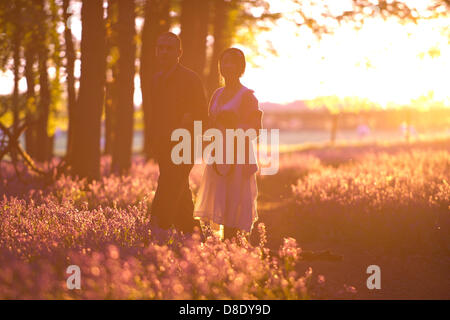 ASHRIDGE ESTATE, au Royaume-Uni. 26 mai 2013. Un coucher du soleil doré s'allume les bluebell Woods. Un couple marche parmi les jacinthes, prendre des photos. Credit : Polly Thomas/Alamy Live News Banque D'Images