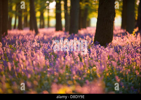 ASHRIDGE ESTATE, au Royaume-Uni. 26 mai 2013. Un coucher du soleil doré s'allume les bluebell Woods. Credit : Polly Thomas/Alamy Live News Banque D'Images